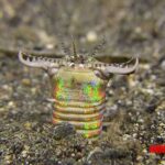 Datos y características del gusano bobbit, el depredador gigante del mar