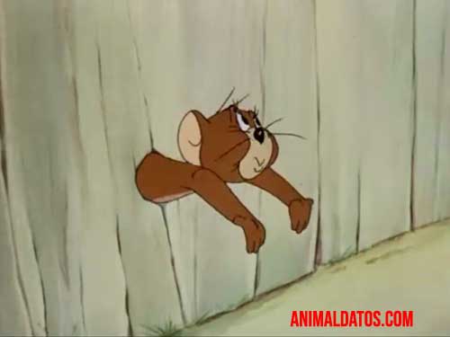 Jerry siempre es perseguido por Tom