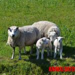 Datos curiosos sobre el comportamiento de las ovejas