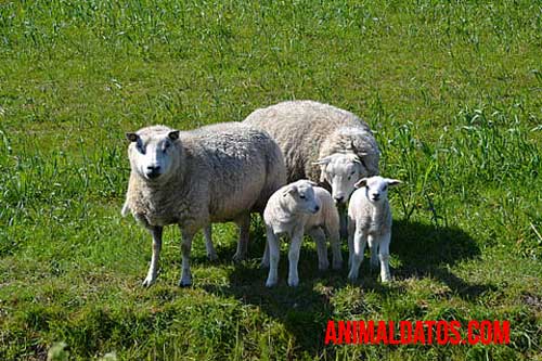 Curiosidades del comportamiento de las ovejas