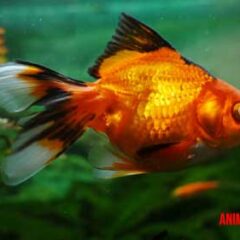Conoce los cuidados básicos de un goldfish