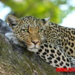 Conoce la diferencia entre jaguar y leopardo, aprende a como distinguirlos