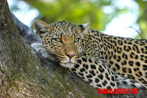 diferencia entre jaguar y leopardo