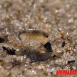 Las pulgas de mar o pulga de playa, ¿Qué son, son peligrosas?