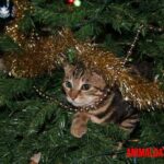 ¿Cómo evitar que el gato moleste el árbol de navidad?