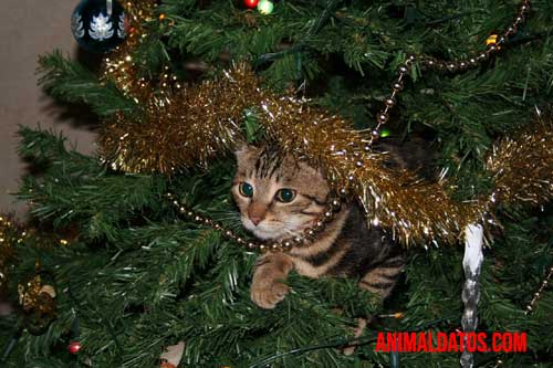 como evitar que el gato moleste el árbol de navidad