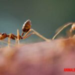 6 curiosidades de las hormigas que te mostrarán lo interesantes que son estos insectos