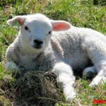 Tener una oveja como mascota, ¿es recomendable, tendré algún problema?