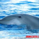 Que comen los delfines: dieta y hábitos de caza para obtener alimento