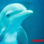 Ballena beluga: características físicas, alimentación y otros datos curiosos