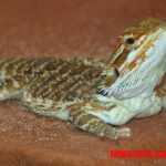 Todo sobre el dragón barbudo: características, cuidados y alimentación