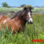 6 mitos falsos sobre los caballos que muchos repiten sin ser verdad