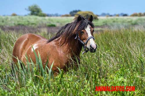 Mitos sobre los caballos que no son verdaderos