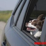 Conoce porque a los perros les gusta sacar la ventana cuando va en autos en movimiento