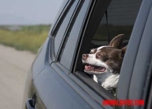 perro se asoma ventana auto