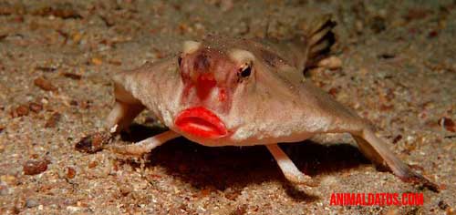 pez murciélago de labios rojos