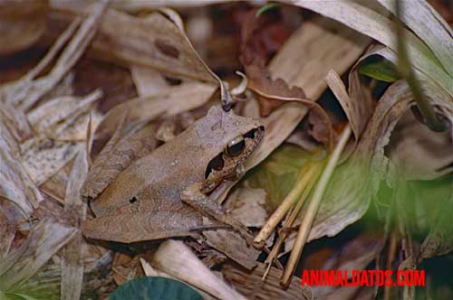 La rana hoja de malaya se confunde en otoño