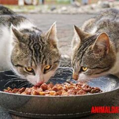 comida húmeda contra seca para gatos