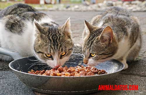comida húmeda contra seca para gatos