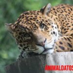 5 felinos salvajes que podemos encontrar en México