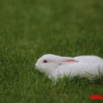 Causas de muerte repentina en conejos (y como prevenirlas)