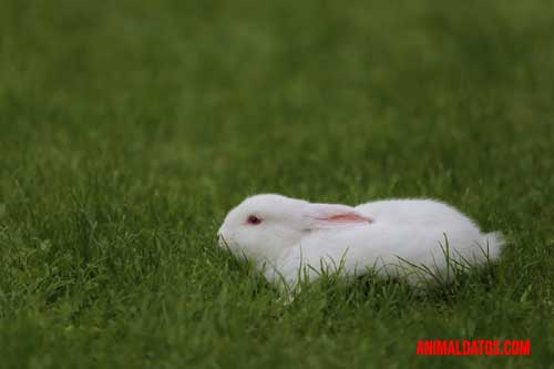 causas de muerte repentina en conejos