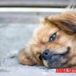 Causas generales de las convulsiones en perros