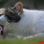 5 causas por las que puede vomitar un gato, aquí las más comunes
