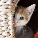 Datos curiosos sobre los gatos que probablemente no sabías