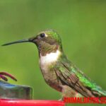 5 curiosidades del colibrí que seguro te sorprenderán