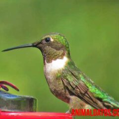 curiosidades del colibrí