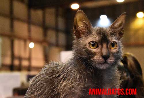 gato lykoi