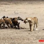 ¿Existe una rivalidad entre leones y hienas, o solo es un mito?