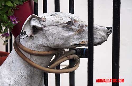 leyes contra el maltrato animal