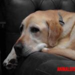 Consecuencias del sedentarismo en mascotas y como evitarlo