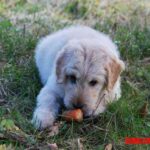 ¿Son buenas las zanahorias para perros? Principales beneficios