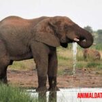 Curiosidades de los elefantes africanos, asiáticos y otras especies