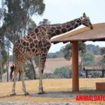 Los 5 animales con las piernas más largas del planeta