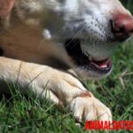 Causas de asfixia en perros más comunes