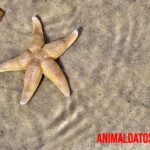 Curiosidades de las estrellas de mar que probablemente no sabías
