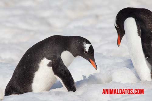 curiosidades de los pingüinos