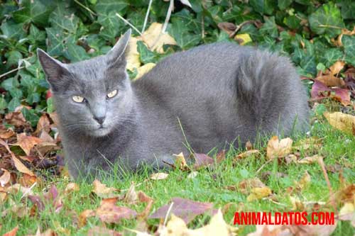 Gato korat gato korat