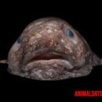 El pez borrón, características del llamado pez más feo del mundo