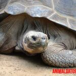 Conoce porque las tortugas viven tanto: las teorías más aceptadas