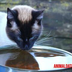 porque mi gato toma mucha agua