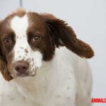 ¿Pueden tener los perros orejas de coliflor? Causas y síntomas