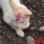 Sarna en gatos: Causas, tipos y tratamiento