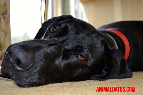 Colapso traqueal canino