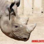 Curiosidades de los rinocerontes, conoce más de este espectacular animal