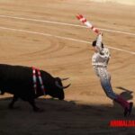 Porque las corridas de toros no son un deporte, sino una tragedia